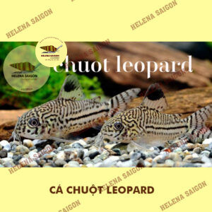 ca chuot leopard helena saigon 01