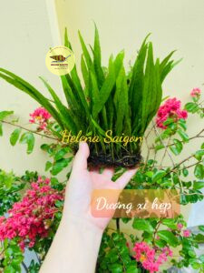 duong xi hep 02