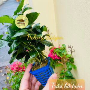 trau ba dai 06