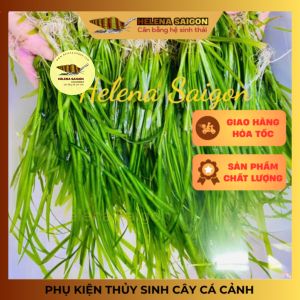 Cây thuỷ sinh - Hẹ thẳng Thủy Sinh Hậu Cảnh Đẹp, Dễ Chăm Sóc