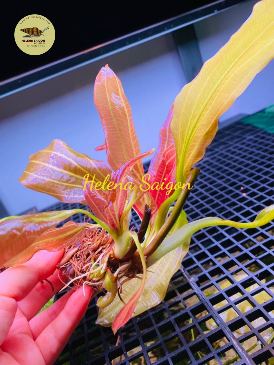 Trầu rubin lá nước - 02