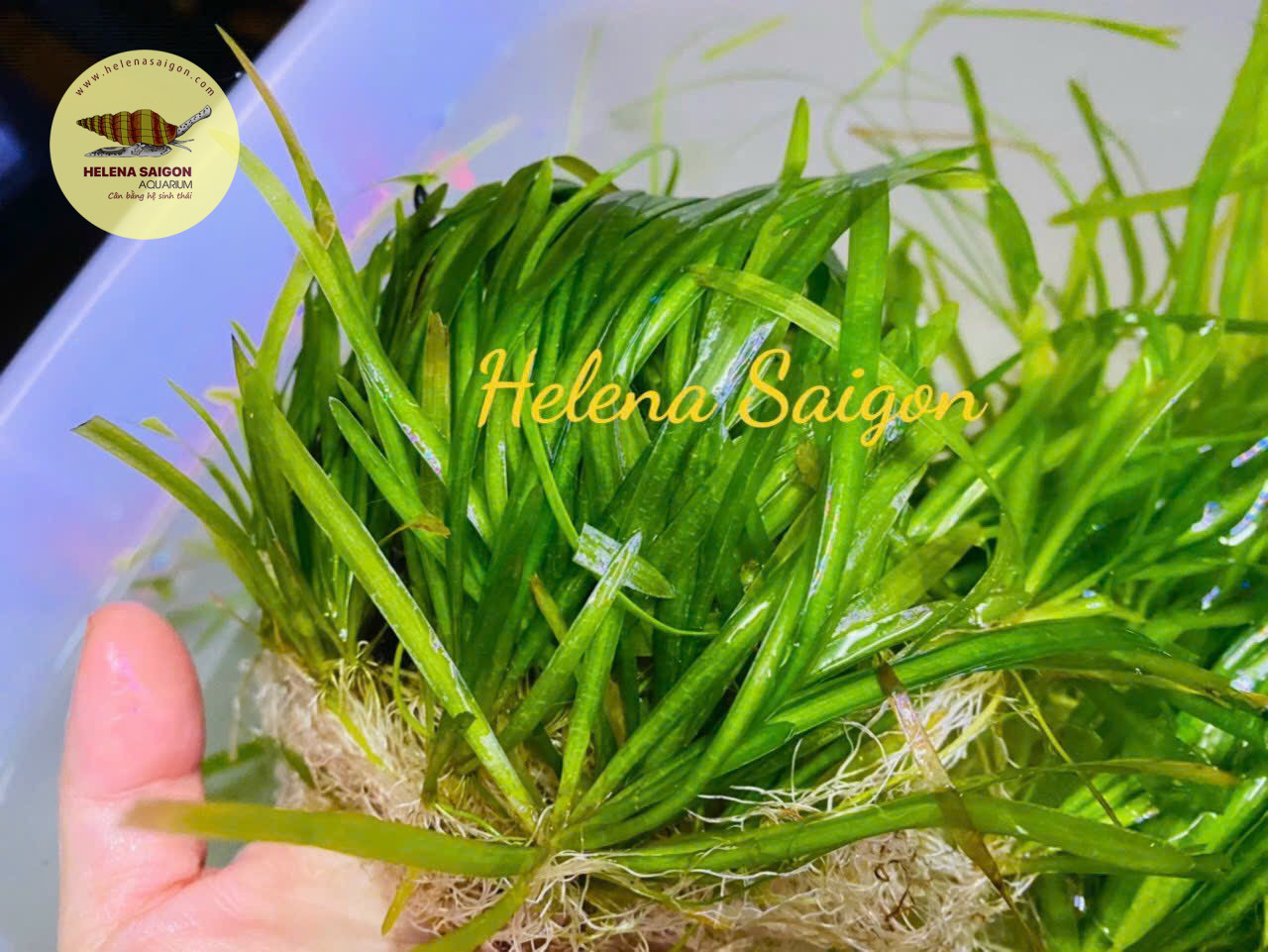 Cây thuỷ sinh - Hẹ thẳng 01