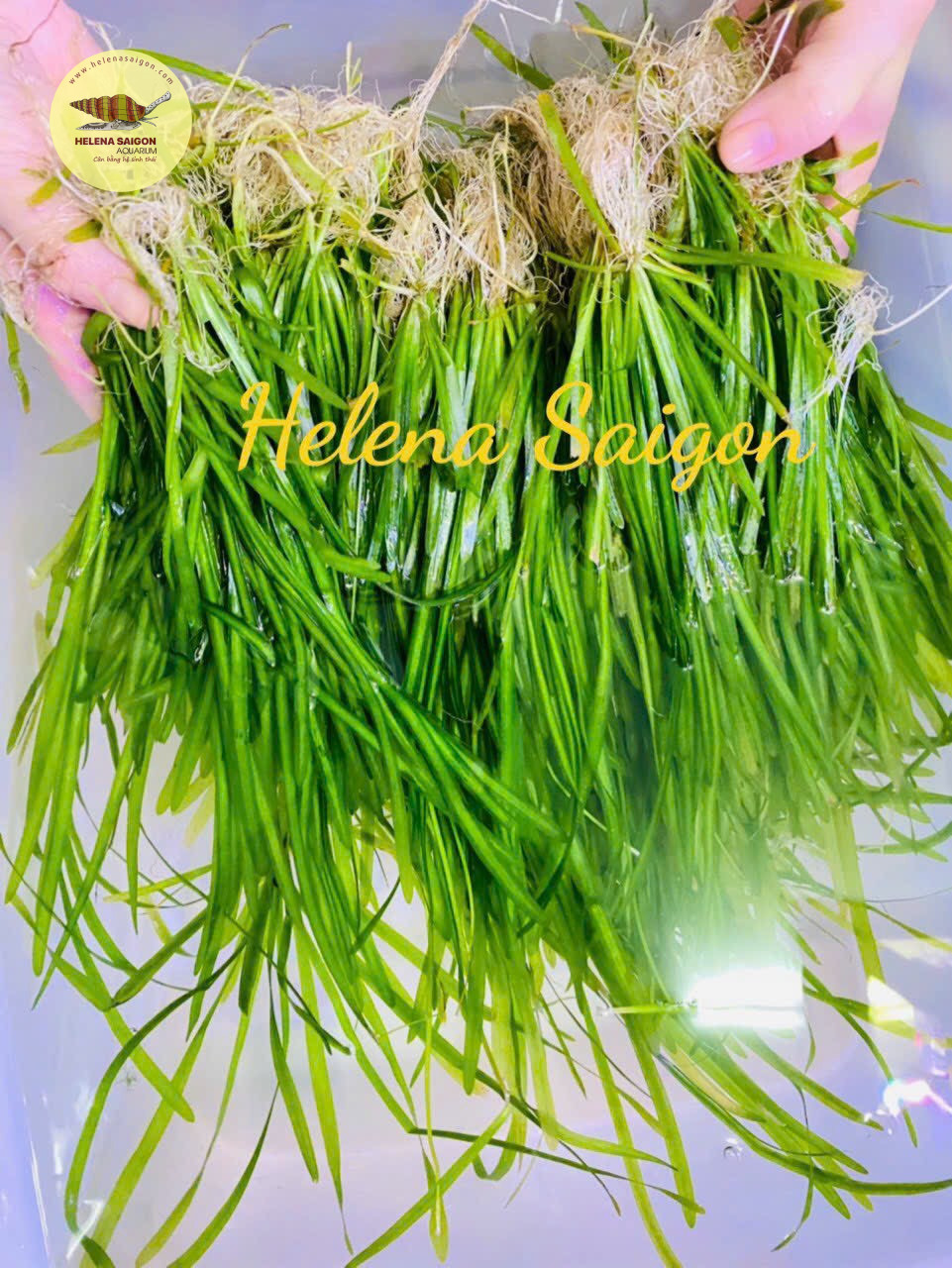 Cây thuỷ sinh - Hẹ thẳng 02