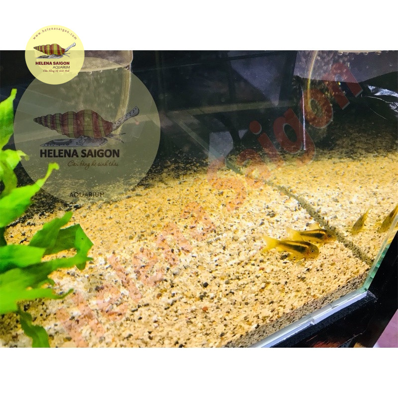 cat muoi tieu size lon 04