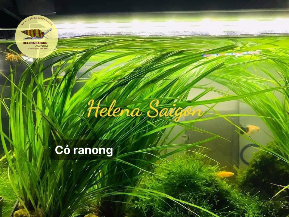 co ranong 02