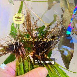 co ranong 03