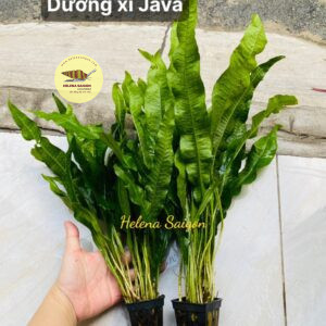 duong xi java 03