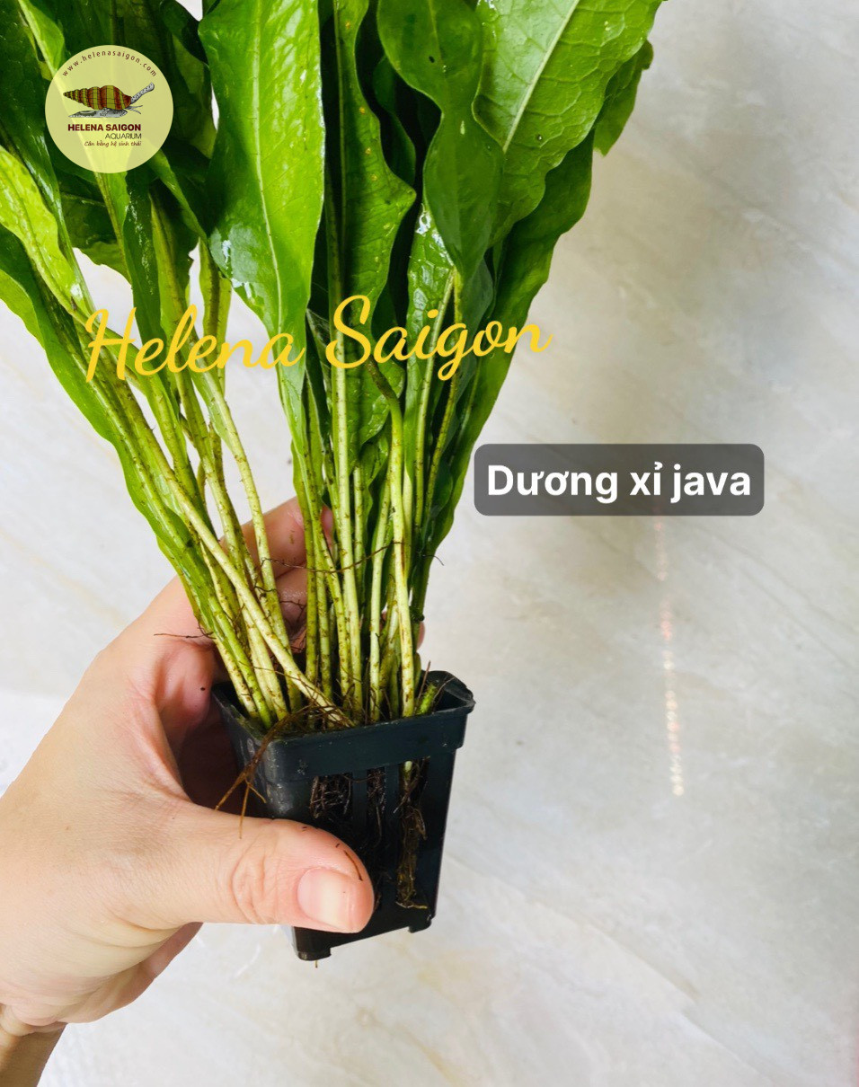 duong xi java 07