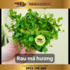 rau ma huong