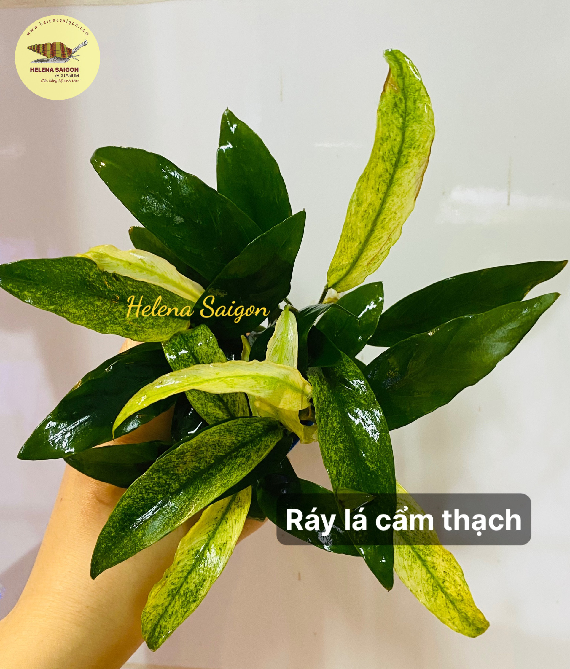 ray cam thach 02