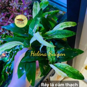 ray cam thach 03