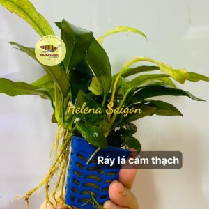 ray cam thach 04