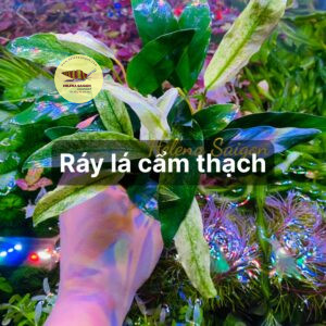 ray cam thach 05