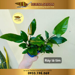 ray la tim