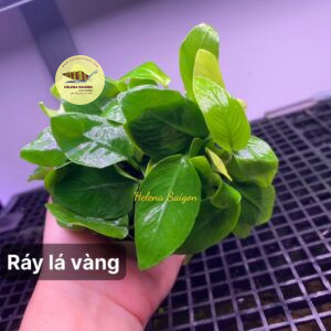 ray la vang 03