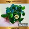 ray nana la nho