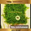 reu minitaiwan