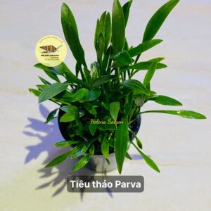 tieu thao parva 03