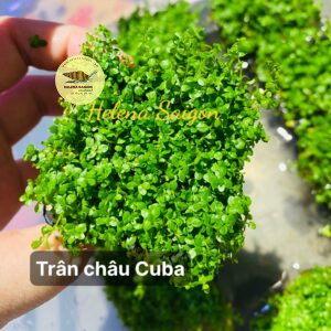 tran chau cuba 02