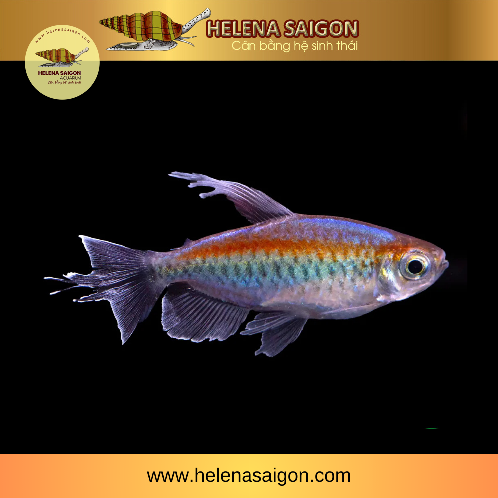 ca congo tetra 002