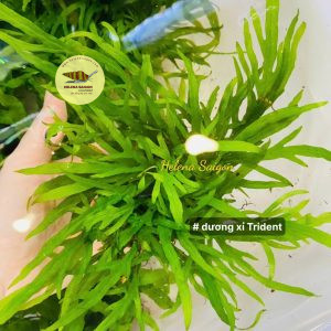 duong xi trident 003