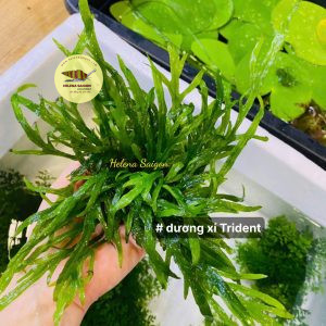 duong xi trident 004