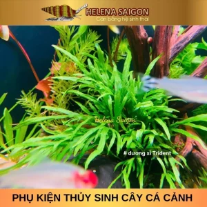 duong xi trident