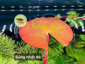 helena saigon 003