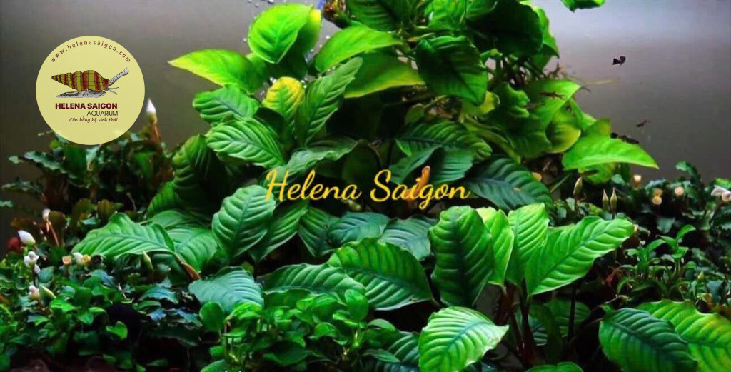 ray cafe 09