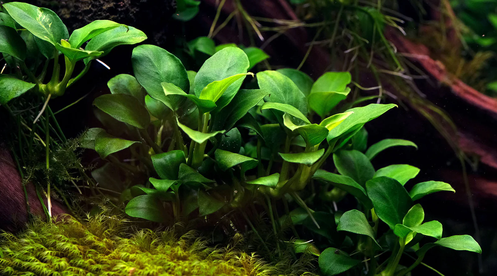 Anubias nana petite