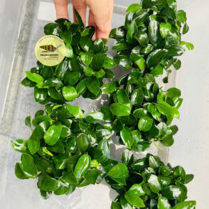 anubias nana japan 02