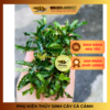 bucep bucephalandra la rang cua