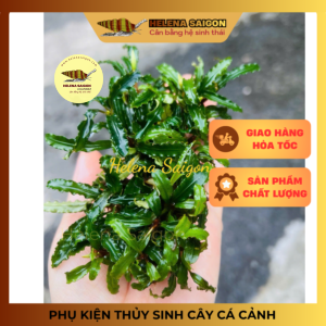 bucep bucephalandra la rang cua