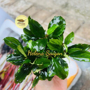 bucephalandra 002