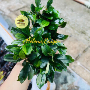 bucephalandra 004