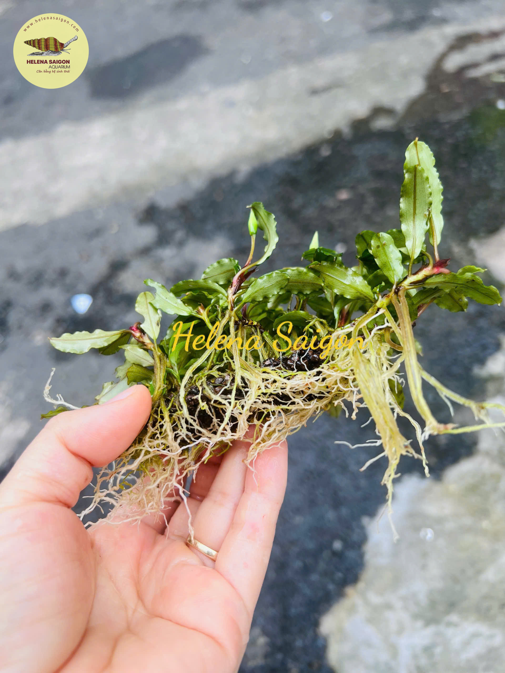 bucephalandra rang cua 03 bucephalandra rang cua 03