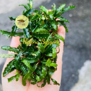 bucephalandra rang cua 04