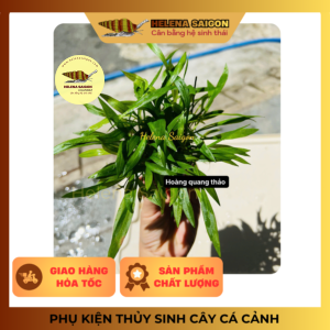 HOANG QUANG THAO