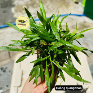 hoang quang thao 002